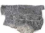 Plaque costale de Tortue fossile jurassique Boulonnais